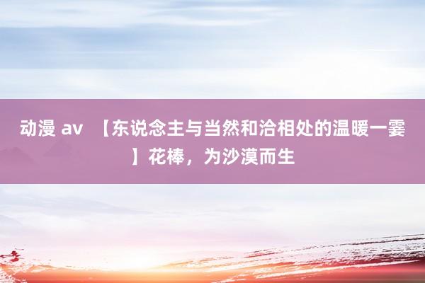 动漫 av  【东说念主与当然和洽相处的温暖一霎】花棒，为沙漠而生